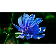 Розчинний цикорій із замінником сухих вершків, 150г