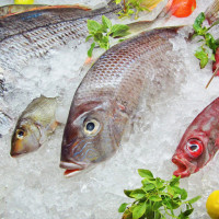 Fresh and frozen fish