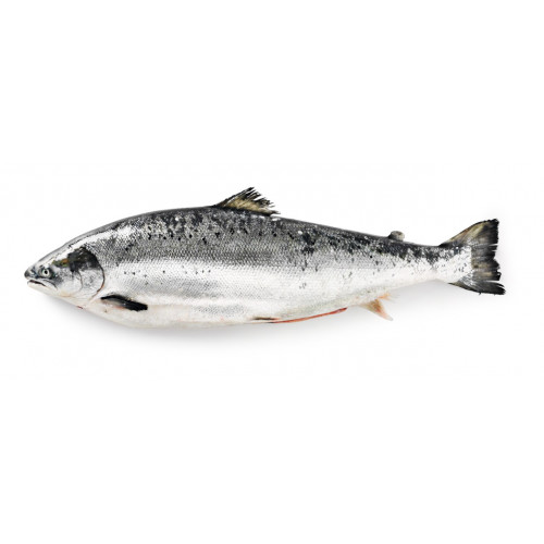 Whole fresh salmon, from two to three kilograms, price per 1kg