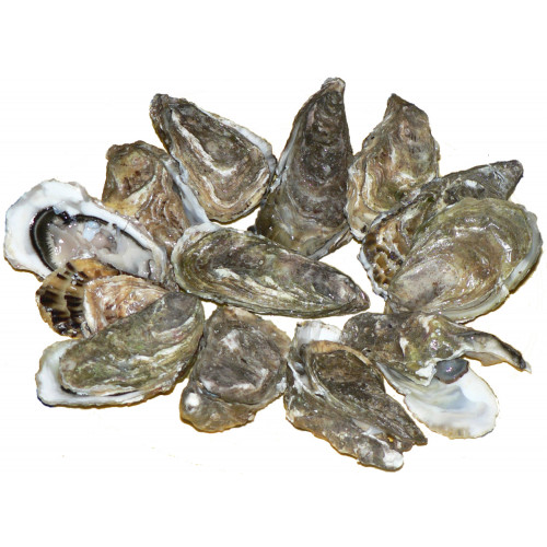 Oysters, 12pcs.